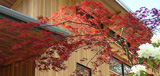 modern_exteriors_yarrow-cedarsiding-japanesemaple-rhody